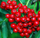 Rowan Berries